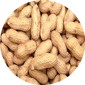 Peanuts & Groundnuts 